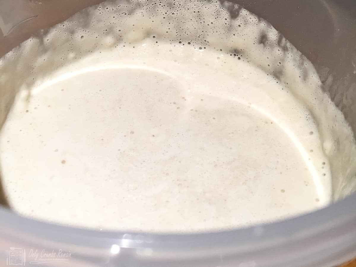 active sourdough starter in tub.